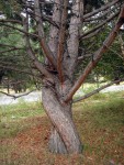árbol transgeneracional y relación de pareja